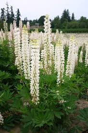 Many are grown as ornamentals, including the. Silver Falls Seed Company Lupine Russell White