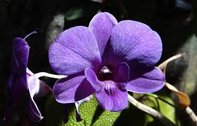 Check spelling or type a new query. Top 10 Most Beautiful Flowers In The World Nature Enjoy Your Lifespan