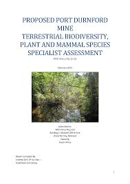 Image result for Callichilia orientalis