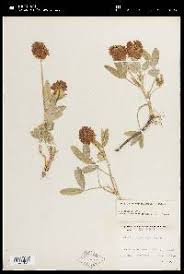 Image result for Trifolium baccarinii