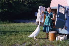 Isabel Bain feeding a swan in Utting, Germany