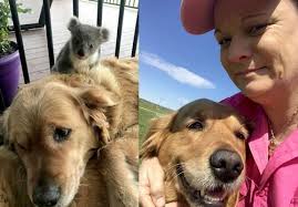 เจ้าของตกใจเรียกเจ้าตูบให้มาหา แต่เจอลูกโคอาลาเกาะอยู่บนหลัง !