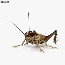 Cricket spirit animals symbolize exceptional luck. Cricket Hd 3d Model Animals On Hum3d