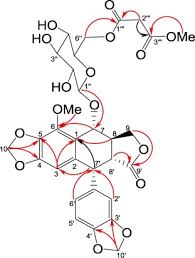 Image result for Cleistanthus schlechteri