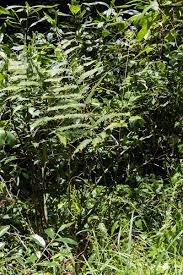 Image result for Pteris catoptera