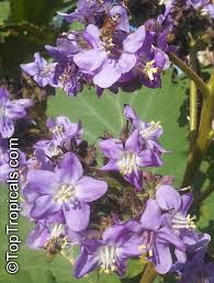 Image result for Wigandia