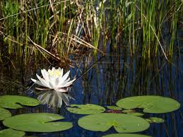 Image result for Nymphaea divaricata