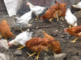 Agroland se indreapta spre afaceri de 100 milioane de lei. Pui Din Rasa Mixta Marca Agroland Hu1anito Pagina 3