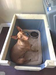 How to kennel train a dog. How To Crate Train Your Dog For Travel Petrelocation