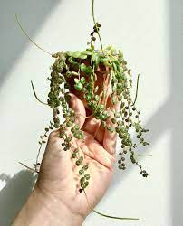 Pin On Flower Garden Plants 3