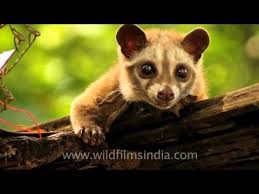 This Civet S Droppings Of Coffee Beans Are A Delicacy Asian Palm Civet Coffee Beans Incredible Creatures