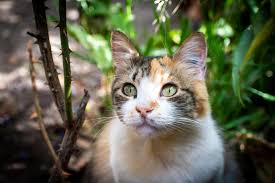 If you go to your veterinarian, s/he will most probably prescribe you with either of the two options during this, you have to quarantine the cat until the area is not entirely cleaned and clear any of signs of ringworm. Help My Pet Has Ringworm What Should I Do Firstvet