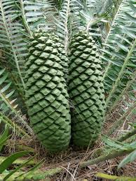 Image result for Encephalartos chimanimaniensis