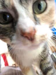 My cat is called BigPussy. She has a freckle on her pink nose. She says  Hello ! : raww