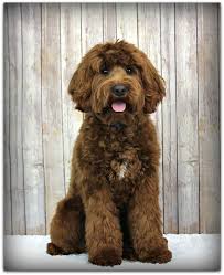 Registered alaa australian labradoodles for sale in texas, austin, dallas, houston, san antonio. Our Male Breeding Dogs Spring Creek Labradoodles