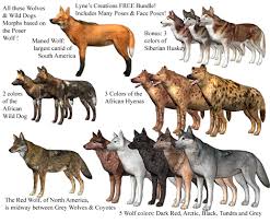 Image From Http Www Lynescreations Com Images Wolveswilddogs Jpg Animals Wild Wild Dogs Wolf Dog