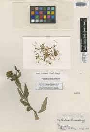 Image result for Bidens kilimandscharica