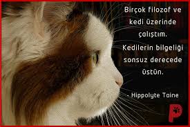 Kedilerin Bilgeligini Sahit Olanlar Bilir Kedi Kedisever Kedi Kedi Kopek Kopek
