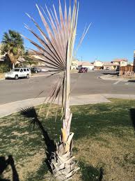 Is My Bismarckia Palm Dead Field Yard Palm
