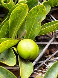 Image result for Pygmaeothamnus zeyheri