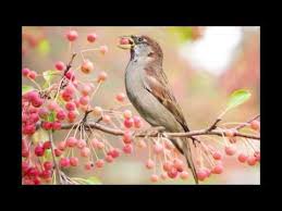 Bird Sounds Birds Singing Listen Birdsong In Spring Relaxing Sound Of Birds Singing Nature Sounds Youtube Sounds Of Birds Nature Sounds Bird
