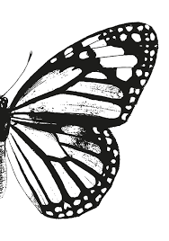 Monarch Butterfly Right Butterfly Wing Vintage Butterflies Black And Whit Black And White Stickers Black And White Picture Wall Butterfly Black And White