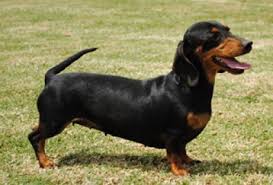 Black And Brown Long Haired Miniature Dachshund Pin On Dachshund Lovers