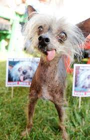 hasslichster hund der welt lustige hunde hassliche tiere