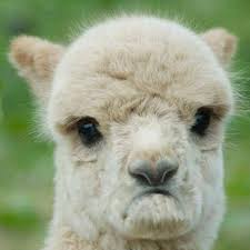 Pin Von Kebelek Auf Animals Alpaka Lustig Lama Bilder Susseste Haustiere