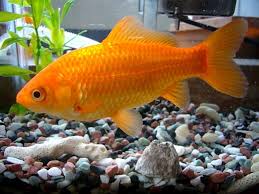 Find out what you need to build and maintain your goldfish pond. How To Tell If Your Goldfish Is Male Or Female My Aquarium Club