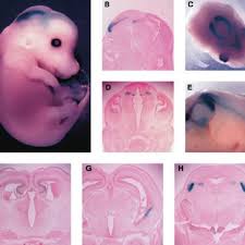 Anthony C. Santucci's research works