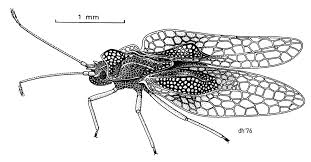 Pepper geek participates in various affiliate programs, meaning links contained in this article may provide us a commission should you make a purchase on the linked website. Tingidae Wikipedia