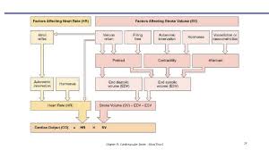 The Cardiovascular System Blood Vessels Physiology Chapter 19