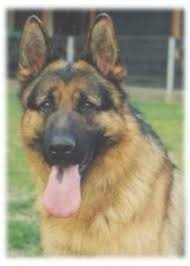 Welcome to ridgewood shiloh shepherds. Haus Brezel German Shepherds In Sarasota Florida