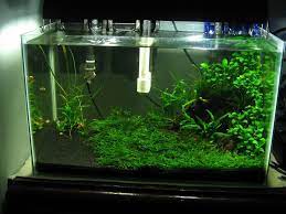 Low Tech Tank Show And Tell The Planted Tank Forum Fish Tank Aquarium Fish Aquarium
