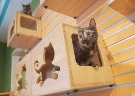 But it is the cats who truly shine in this film, particularly, one cat: 5 Creative Catwalk Shelf Designs The Money Pit