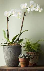 We leverage cloud and hybrid datacenters, giving you the speed and security of nearby vpn services, and the ability to leverage services provided in a remote location. Orchids Asda Orchids Orchids Plants Plant Decor