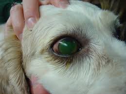 Ordering compounded medications is easier than ever. Corneal Ulcers In Animals Wikipedia