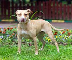 Bennett assigned ukc registration number 1 to his own apbt, bennett's ring, in 1898. American Pit Bull Terrier Verspielter Listenhund Mydog365 Magazin