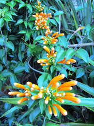 Image result for Pyrostegia