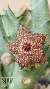 Image result for Orbea tapscottii