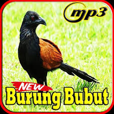 You can choose the suara burung betina apk version that suits your phone, tablet, tv. Kicau Burung Bubut Top Gacor Mp3 For Android Apk Download