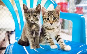 Find opening hours and closing hours from the cafes & coffee shops category in cleveland, oh and other contact details such as address, phone number, website. Home Parma Animal Shelter