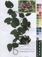 Image result for Mucuna glabrialata