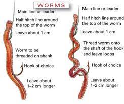 How To Raise Earthworms For Easy Money - Toughnickel