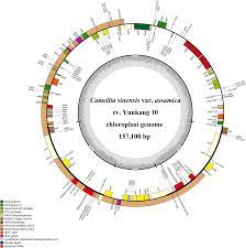 Deciphering tea tree chloroplast and mitochondrial genomes of Camellia  sinensis var. assamica | Scientific Data