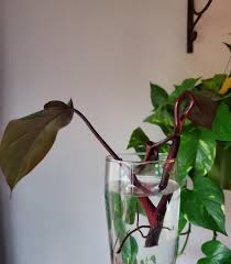 We did not find results for: Can I Pot This Bloody Mary Philodendron Cutting Yet Houseplants