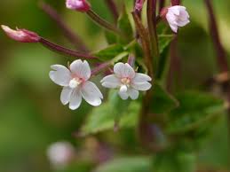 Image result for Epilobium