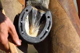 Do Horseshoes Hurt Horses 9 Things Every Horse Owner Must Know Animalhow Com