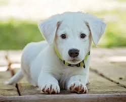 Fish are a good example of this, and typically, but not always, they will need to be fed daily and have their tank cleaned once a week. Best Dog Breed For Indian Homes